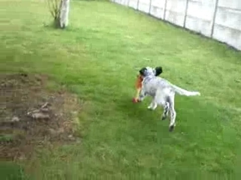 setter anglais 3 mois