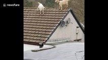 'Oh my god!' UK woman hilariously tries to get her goats down off the roof