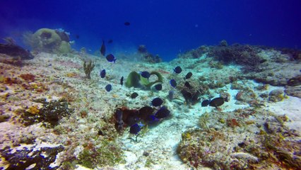 Moray Eel Works for Meal in Cozumel's Waters
