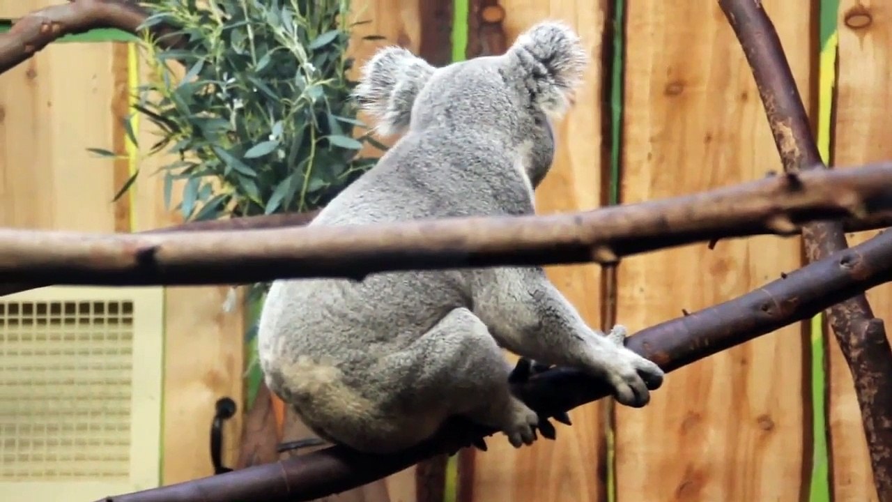 WHAT A KOALA SOUND LIKE BEAR