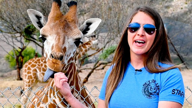 Meet the Baby Giraffes at Out of Africa Wildlife Park
