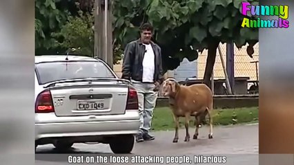 Funny Goats Attacking People