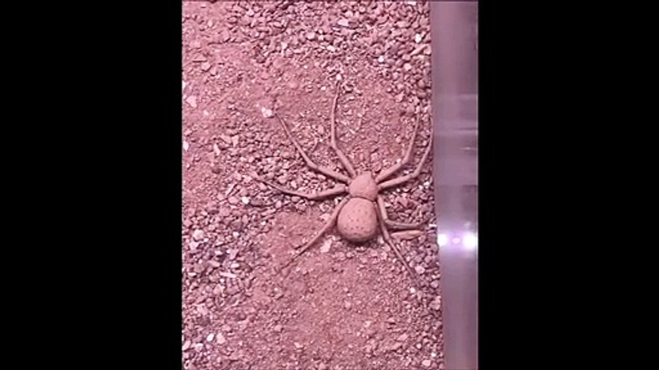 La technique de camouflage de cette araignée est incroyable