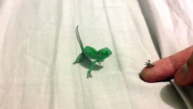 Il nourrit son bébé caméléon à la main et c'est trop mignon