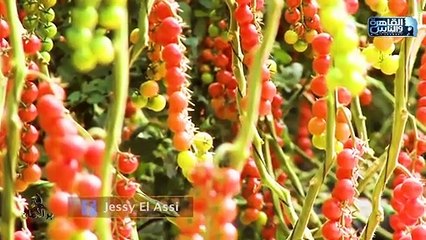 جيسي العاصي وفريق عمل برالأمان في زيارة لتجربة ناجحة ومشروع رائع من داخل شرم الشيخ