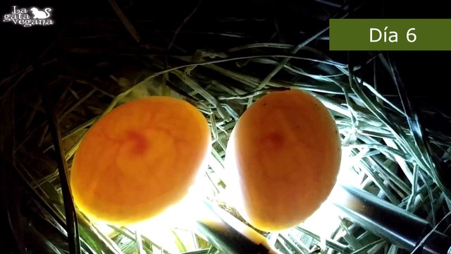 CÓMO SABER SI UN HUEVO ESTÁ FECUNDADO | TRUCO FÁCIL PARA COMPROBAR SI HAY POLLITO | LA GATA VEGANA