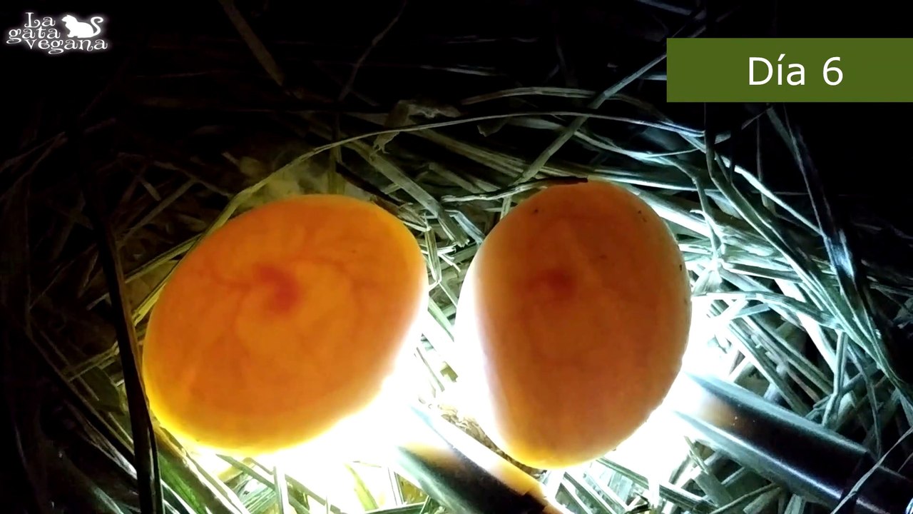 CÓMO SABER SI UN HUEVO ESTÁ FECUNDADO | TRUCO FÁCIL PARA COMPROBAR SI HAY POLLITO | LA GATA VEGANA