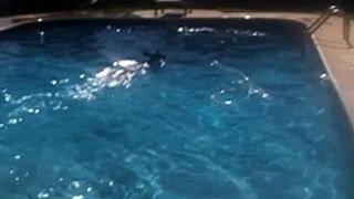 Group of Men Rescue Deer From Swimming Pool - Vidéo Dailymot