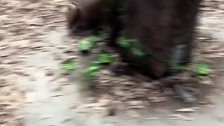 Armadillo Excitedly Runs Around Favorite Tree at Animal Adve