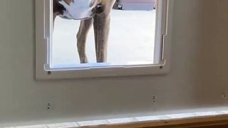 Dog Doesn't Want to Come Through Mini Door and Whimpers Whil