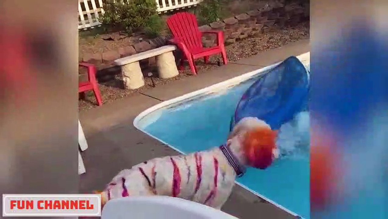 Si Te Ries Pierdes Videos De Risa 2020 nuevos Videos Graciosas Para Reirse Dela Risa #108