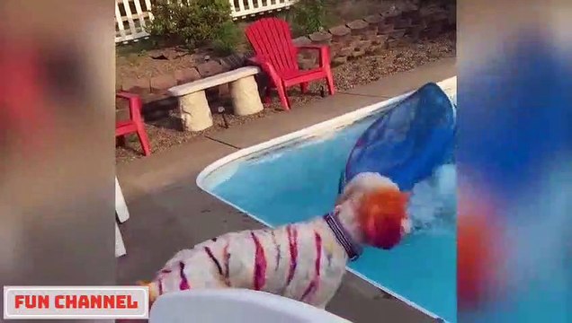 Si Te Ries Pierdes Videos De Risa 2020 nuevos Videos Graciosas Para Reirse Dela Risa #108