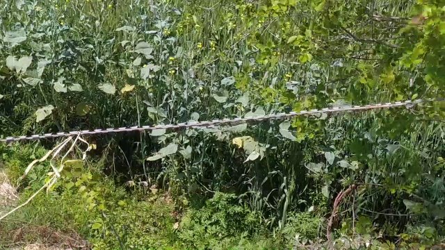 इटावा: SC की रोक के बाद भी किसानों ने लगाए खेत के किनारे ब्लेड वाले तार