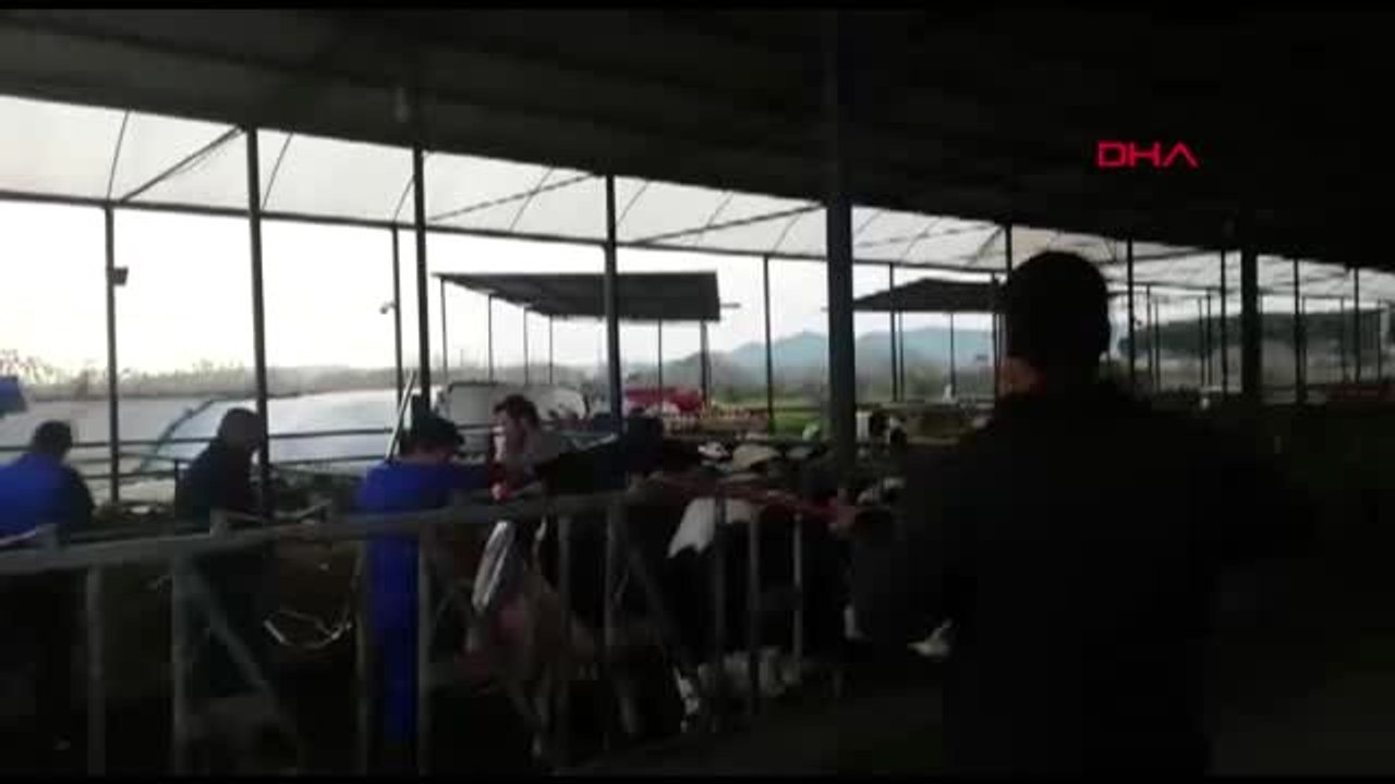 AYDIN İneğe sazlı sözlü doğum