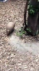 Un tatou court autour d'un poteau