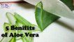 Top 5 Benefits of Aloe Vera Gel for Skin and Hair Aloe Vera beauty Tips | How to Beautify