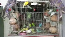 Small Parrots of many numbers at Rawalpindi // Small Parrots like birds // Amazing Colorful Parrots (Budgerigar)