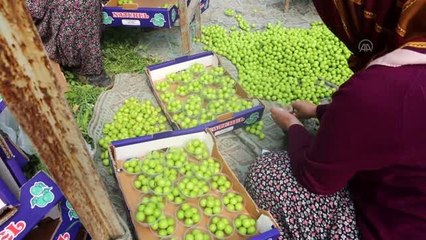 Mut'ta erik hasadı devam ediyor