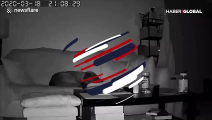 Depremi önceden hisseden köpeğin o anları kamerada