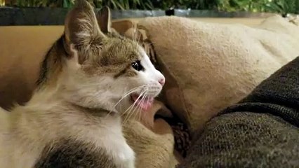 Relaxed Kitty Lays Down With Loose Tongue