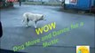 How a Dog Move and Dance for a Music  || Funny Dog  || Funny Animals  || Funny dog's Videos