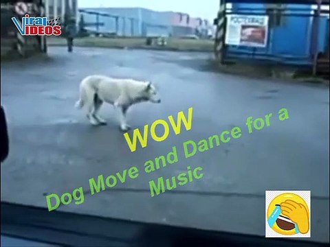 How a Dog Move and Dance for a Music || Funny Dog || Funny Animals || Funny dog's Videos