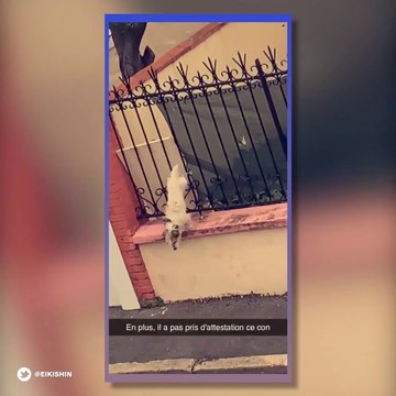 Un chien fuit le confinement