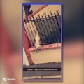Un chien fuit le confinement