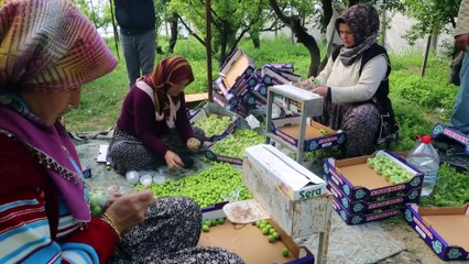 Mut'ta erik hasadı devam ediyor - MERSİN