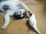 Cute White Parrot Playing with a Cat // Cuteness overloaded // Nature is Amazing
