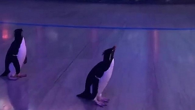 Des pingouins visitent leur aquarium