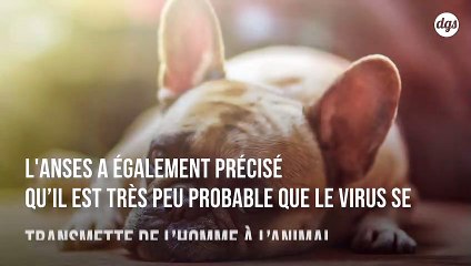Rien ne prouve que les animaux domestiques transmettent le coronavirus à l'être humain