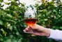 Cognac Producers Are Seeking More Climate Change-Resilient Grapes