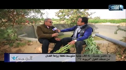 م.ناصر حسين:6 ألاف جنية متوسط تكلفة زراعة الفدان من صنف الفول مريوط2