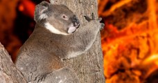 Ces soigneurs  font leur maximum pour aider des koalas brûlés par les incendies en Australie