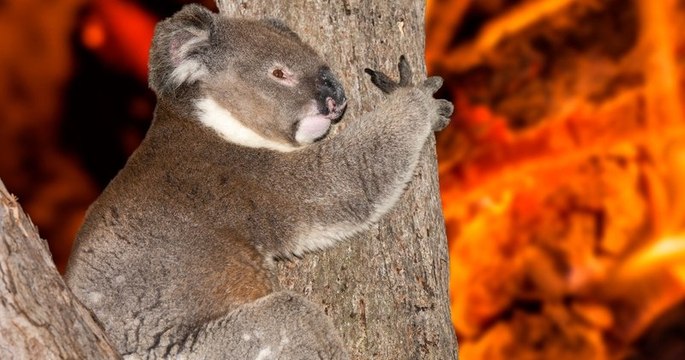 Ces soigneurs font leur maximum pour aider des koalas brûlés par les incendies en Australie