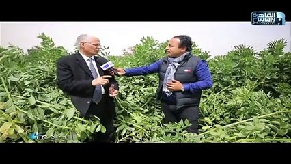 د.سيد عبد السلام:انصح المقبلين على استصلاح الأراضى الصحراوية بزراعة الفول