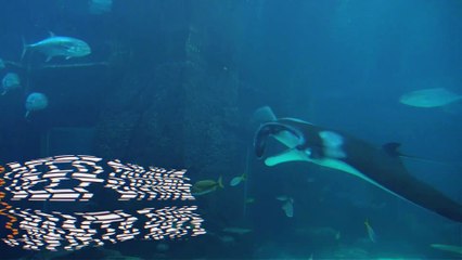Manta Rays Dive Up to 2,000 Feet At Night