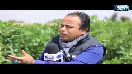 د.سيد عبد السلام:أعمل منذ فترة طويلة على انتخاب اصناف فول ذات مواصفات إنتاجية مميزة