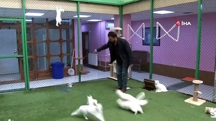 Korona virüsü Van kedisi ziyaretlerini durdurdu