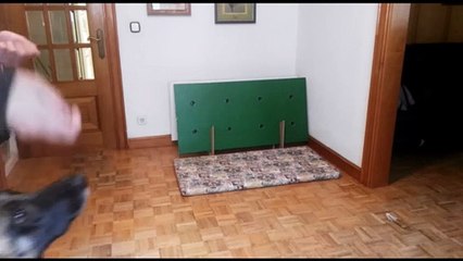 El adiestrador navarro Pablo Vicente enseña algunos ejercicios que hacer con tu perro en casa durante el confinamiento