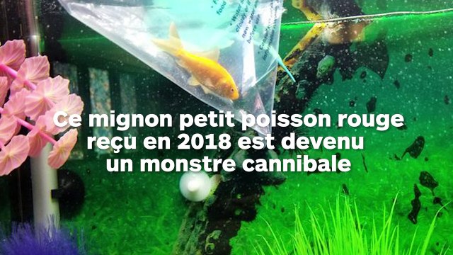 Ce poisson rouge est devenu monstrueux en 1 an et demi de temps