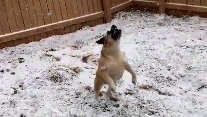 This dog is not ready for winter to go just yet
