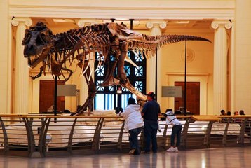 Chicago's Field Museum Has a Dinosaur on the Loose — and She Has a Twitter Account