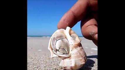 Il réveille en douceur un Bernard l’Hermite... Adorable