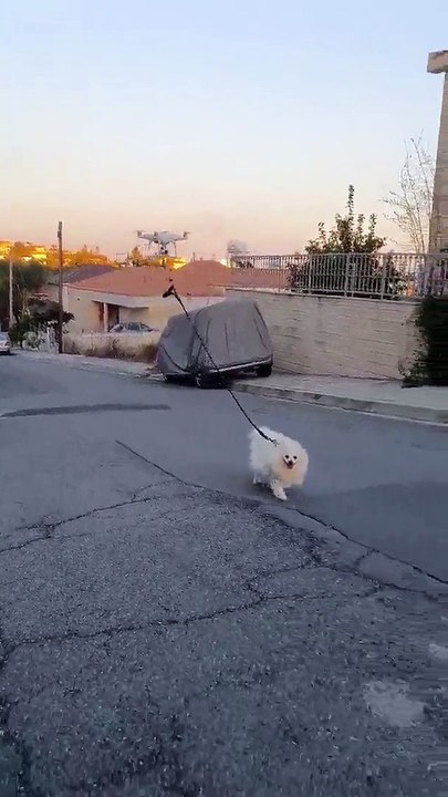 Método excêntrico para passear o cão em tempos de quarentena