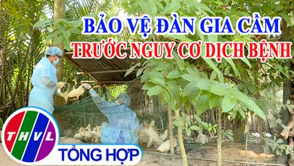 Chuyện hôm nay: Bảo vệ đàn gia cầm trước nguy cơ dịch bệnh