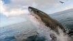 SHARK: 4-metre Great white shark breaches the surface