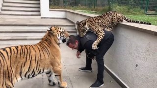 JAGUAR AND TIGER PLAYING WITH OWNER!