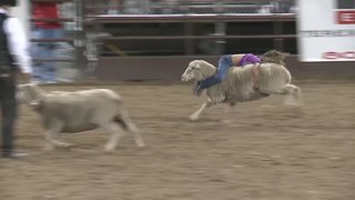 Spanish Fork Rodeo mutton busting